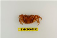 藏品(臺灣扁絨螯蟹)的圖片